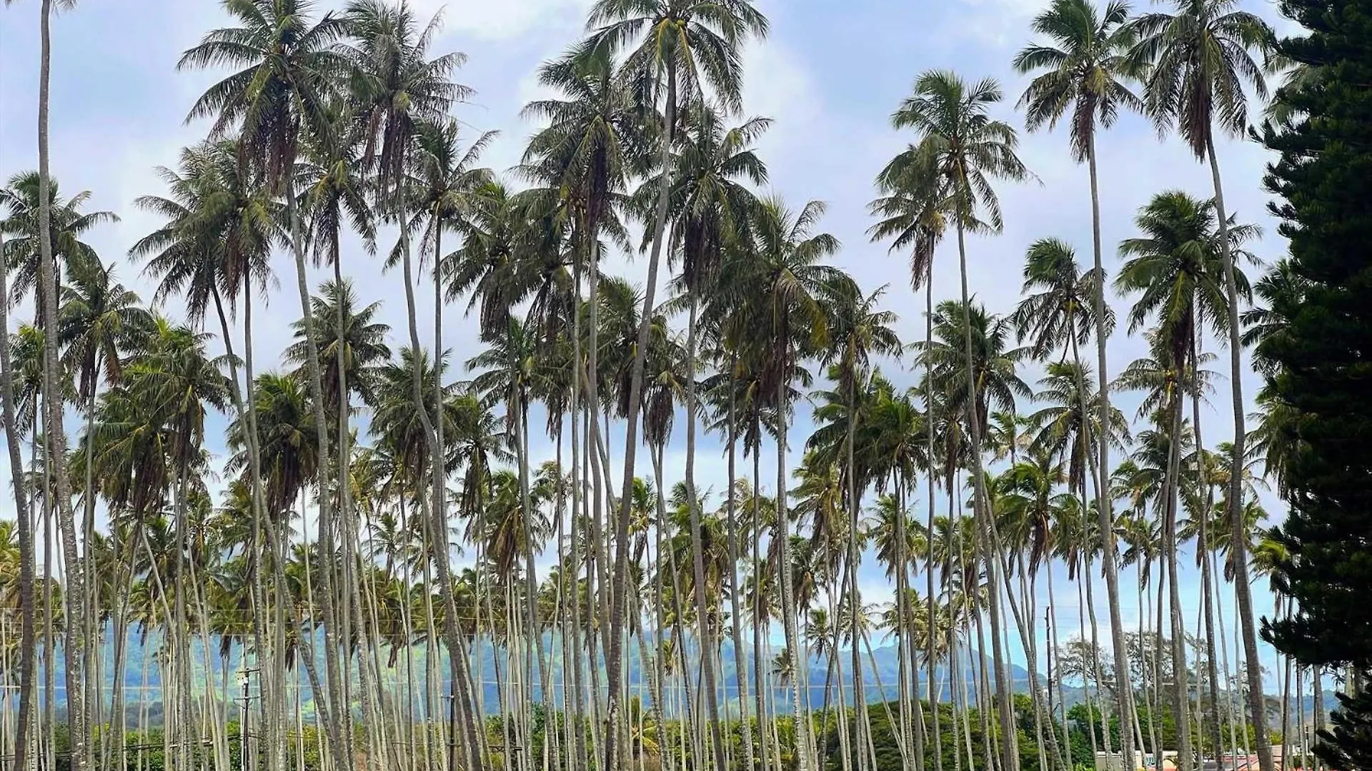 Islander On The Beach 319 Kapa'a Verenigde Staten